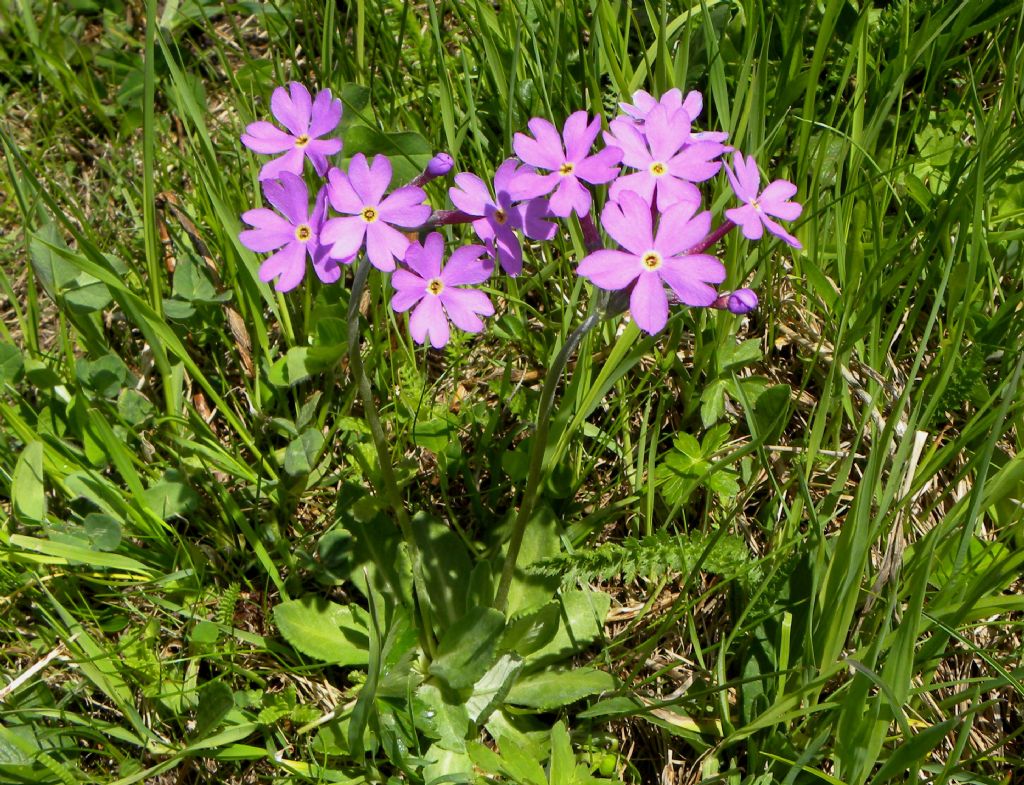 Primula halleri